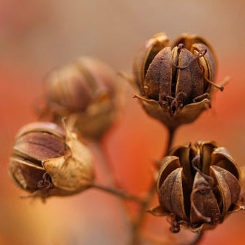 Brown Myrtle plant
