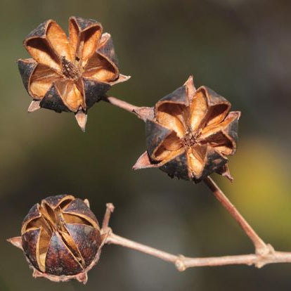 Brown Myrtle plant