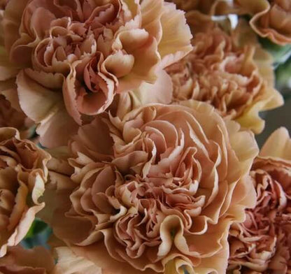 Brown White Carnation plant