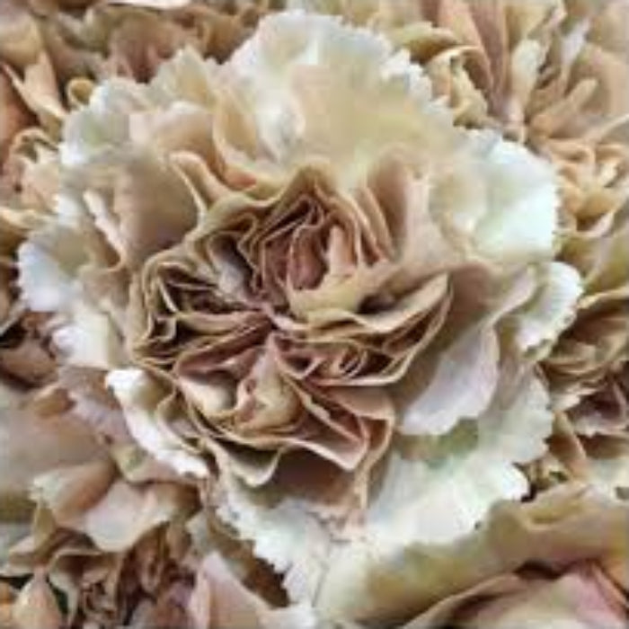 Brown White Carnation plant