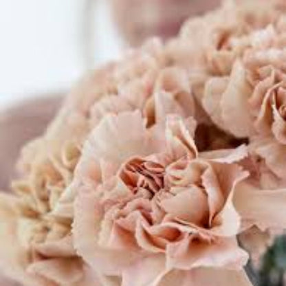 Brown White Carnation plant