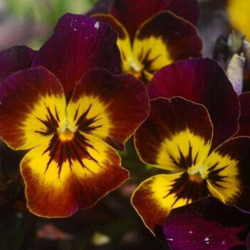 Brown Yellow Pansy plant