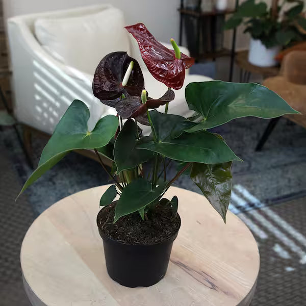 Brown anthurium plant