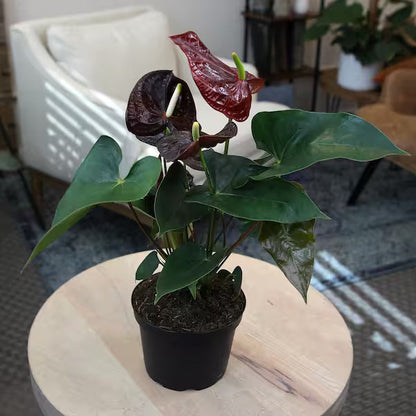 Brown anthurium plant