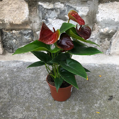 Brown anthurium plant