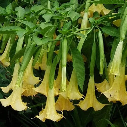 Brugmansia Suaveolens plant