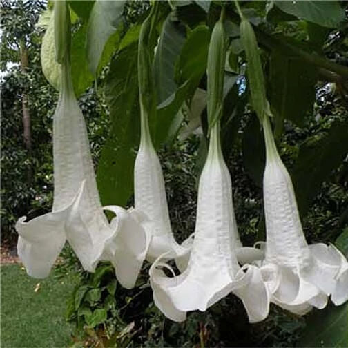 Brugmansia Suaveolens plant