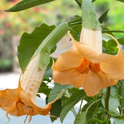 Brugmansia Suaveolens plant