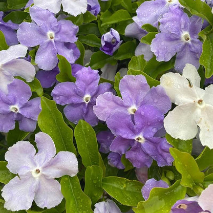 Border Brunfelsia plant