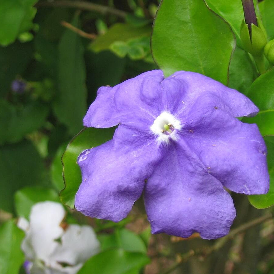 Border Brunfelsia plant