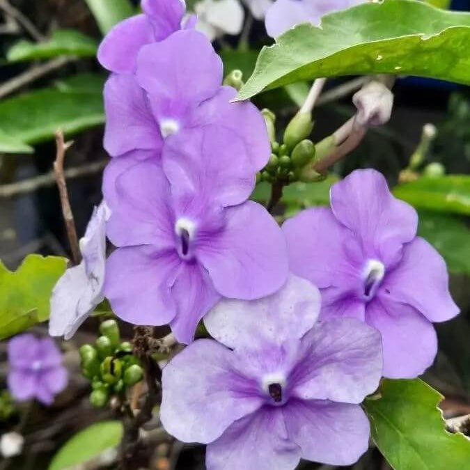 Cottage Brunfelsia Pauciflora plant