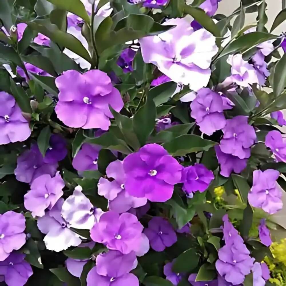 Brunfelsia Pauciflora plant