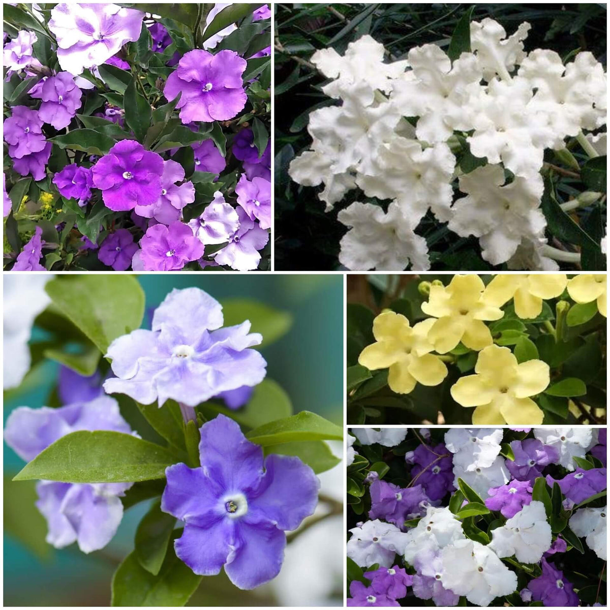 Brunfelsia plant