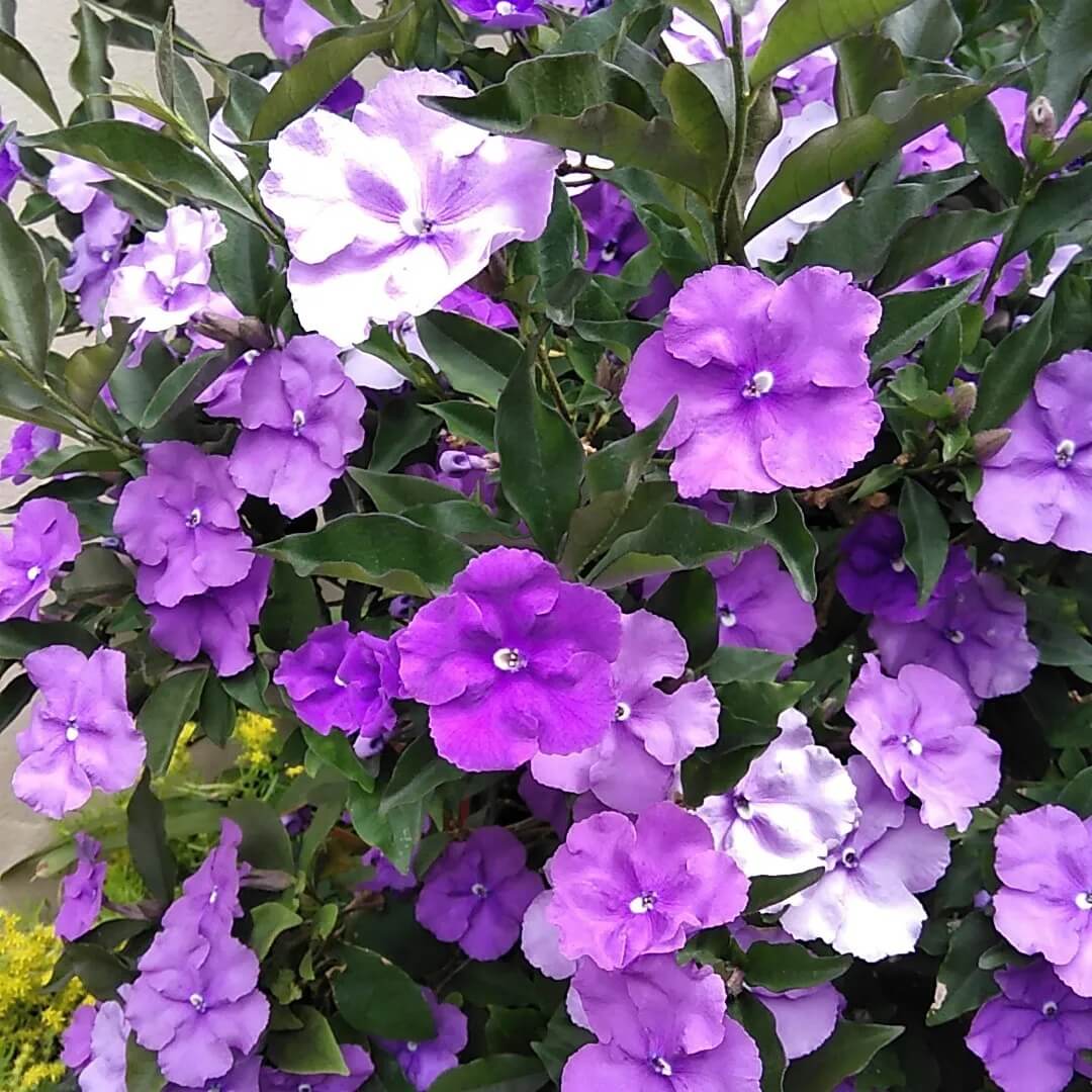 Brunfelsia plant