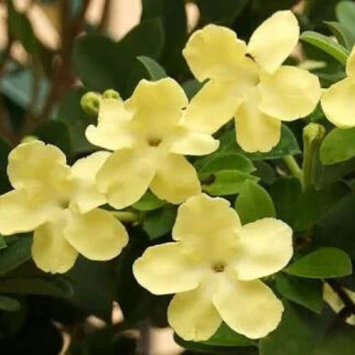 Brunfelsia plant