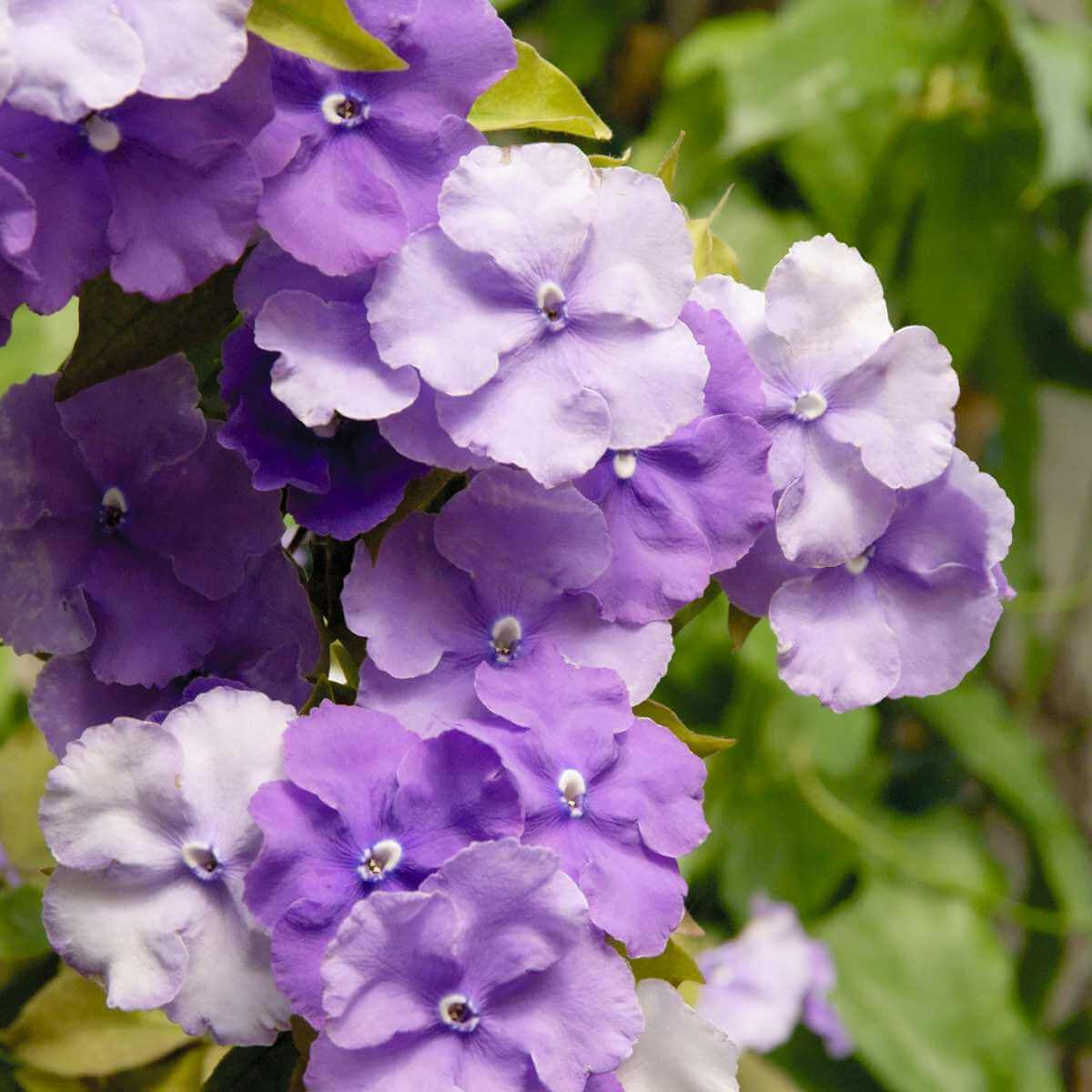 Border Brunfelsia plant