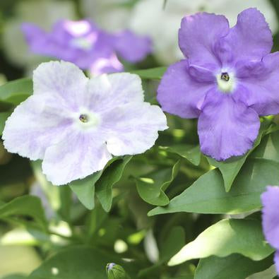 Brunfelsia plant