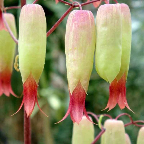 Bryophyllum Pinnatum flower seeds