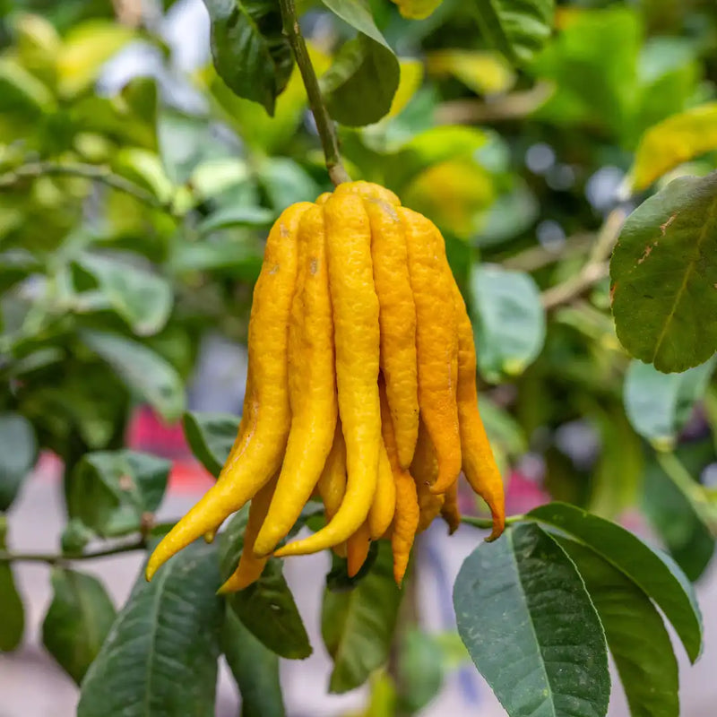 Buddha's Hand Fruit Seeds for Planting – Heirloom Non-GMO Garden Seeds
