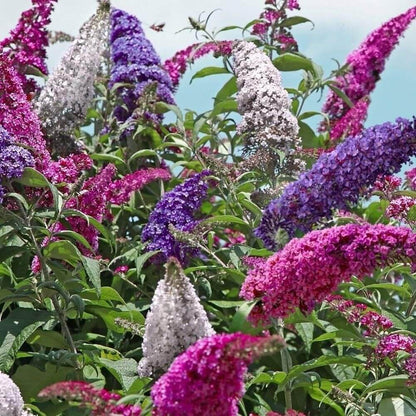 Buddleia Butterfly Bush plant