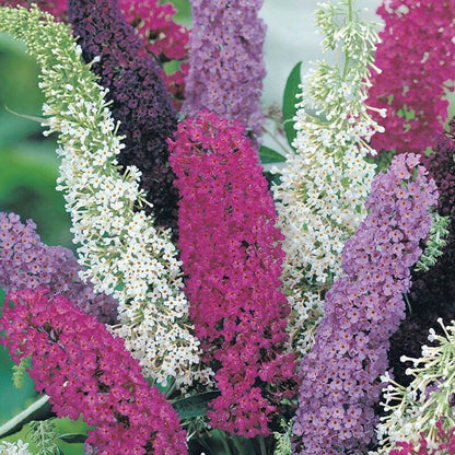 Buddleia Butterfly Bush plant