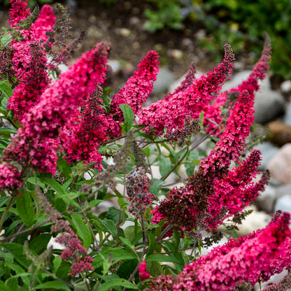 Buddleia Davidii flower seeds