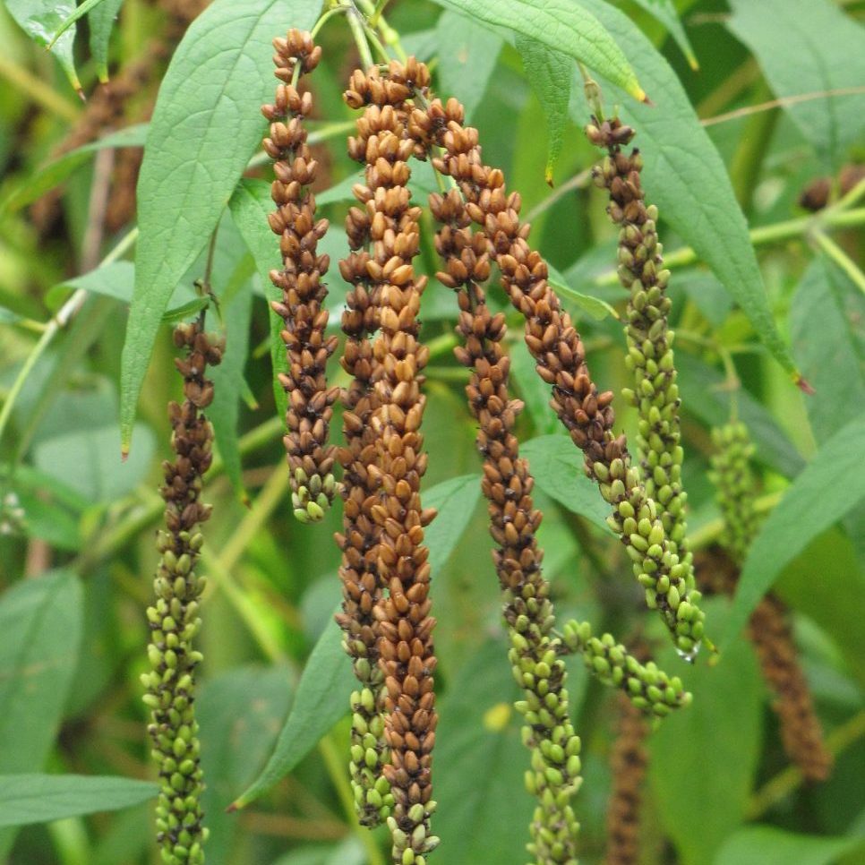 Brown Buddleja flower seeds