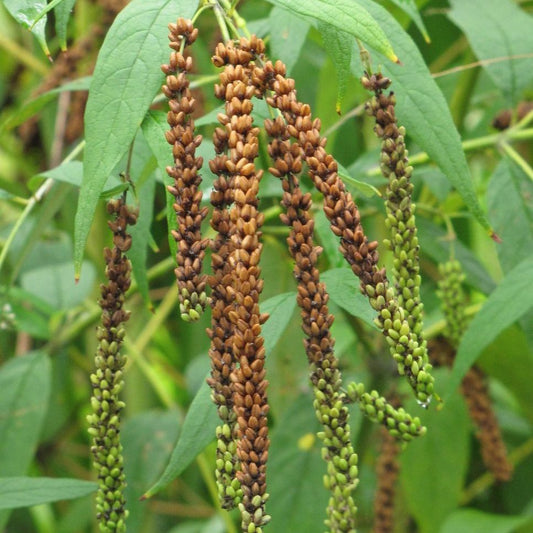 Brown Buddleja flower seeds
