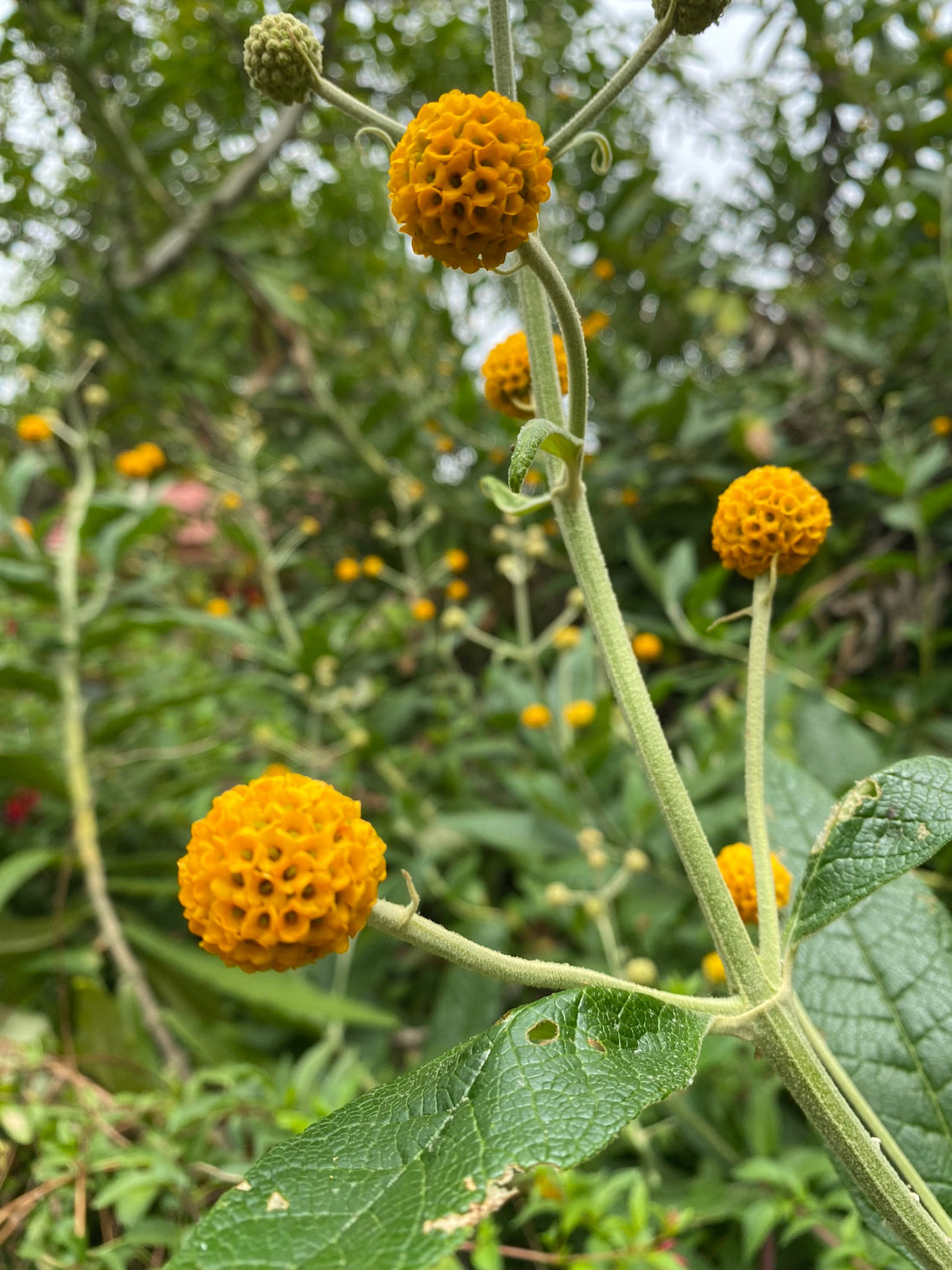 Globosa flower seeds