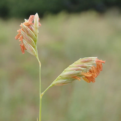 Dactyloides Buffalo Grass plant