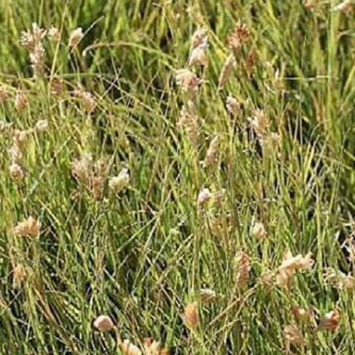 Dactyloides Buffalo Grass plant