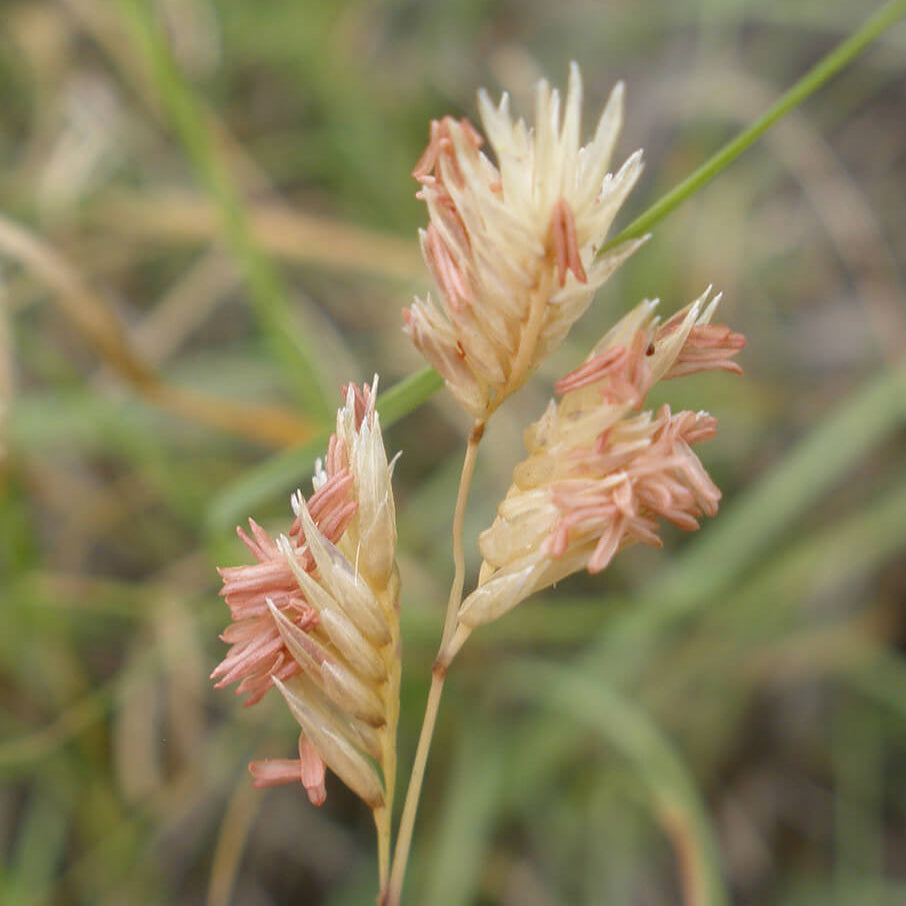 Dactyloides Buffalo Grass plant