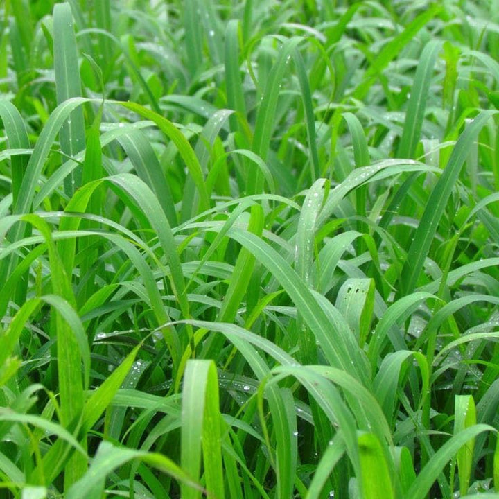 Buffalo Grass seeds for planting and mature green Buffalo Grass lawn