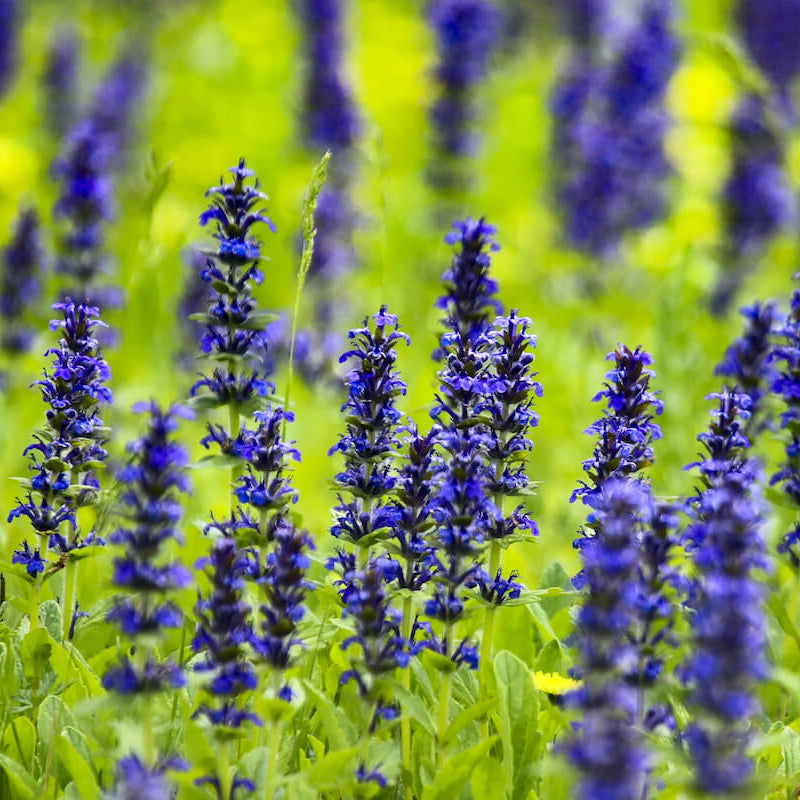 Bugleweed plant