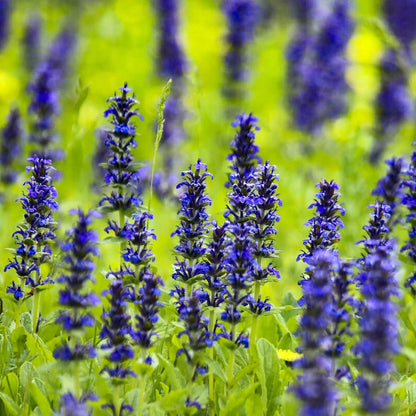 Bugleweed plant