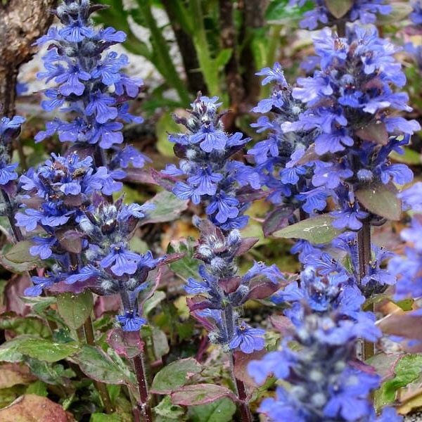 Bugleweed plant