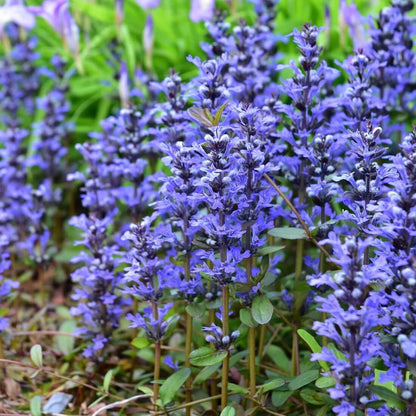 Bugleweed plant