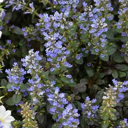 Bugleweed plant