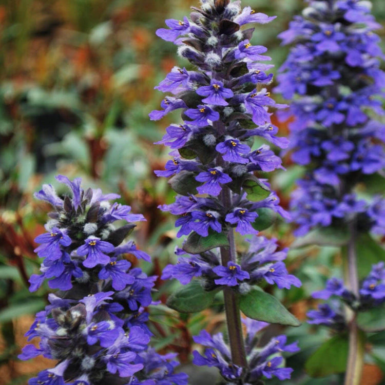 Bugleweed plant