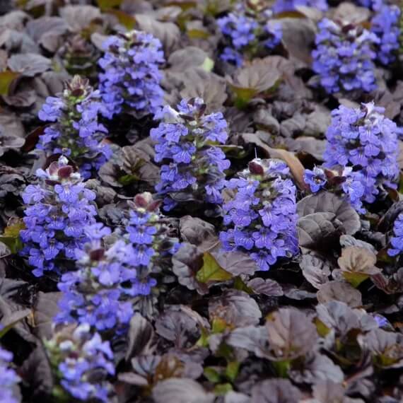Bugleweed plant