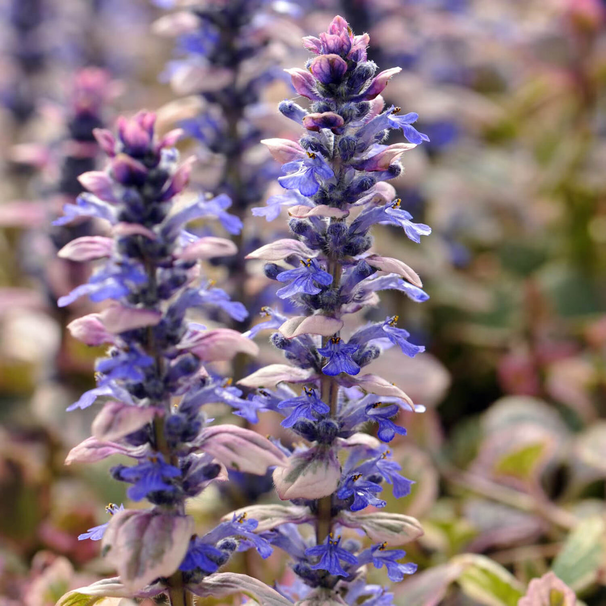 Bugleweed plant