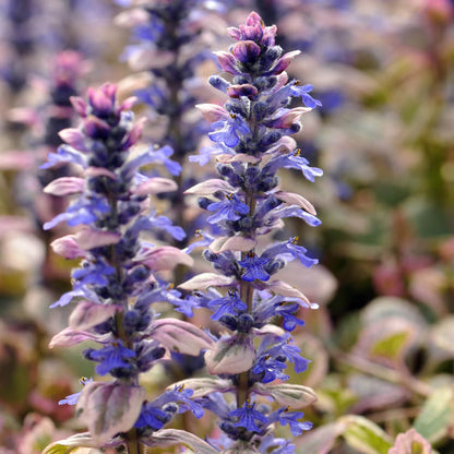 Bugleweed plant