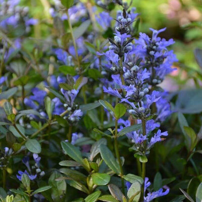Bugleweed plant