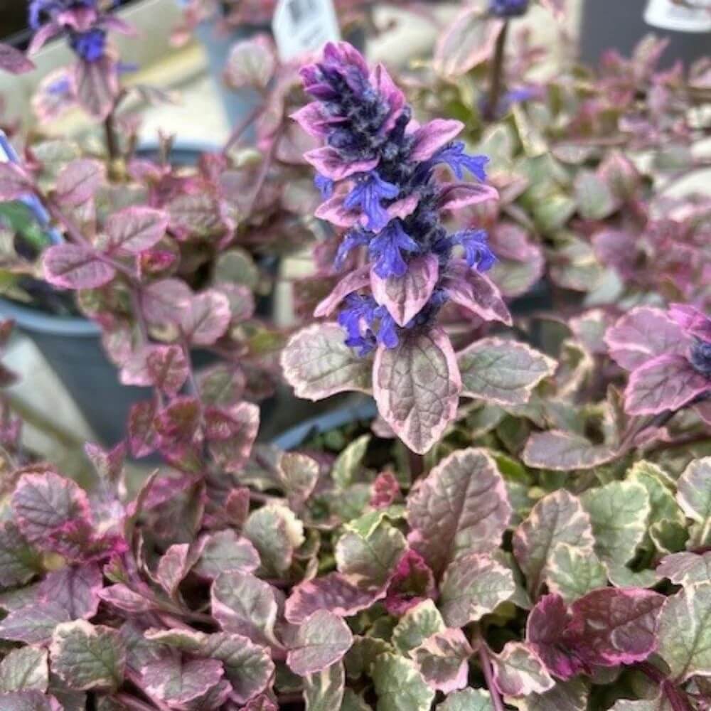 Bugleweed plant