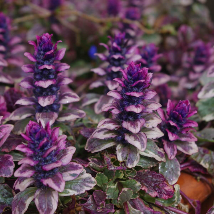 Bugleweed plant