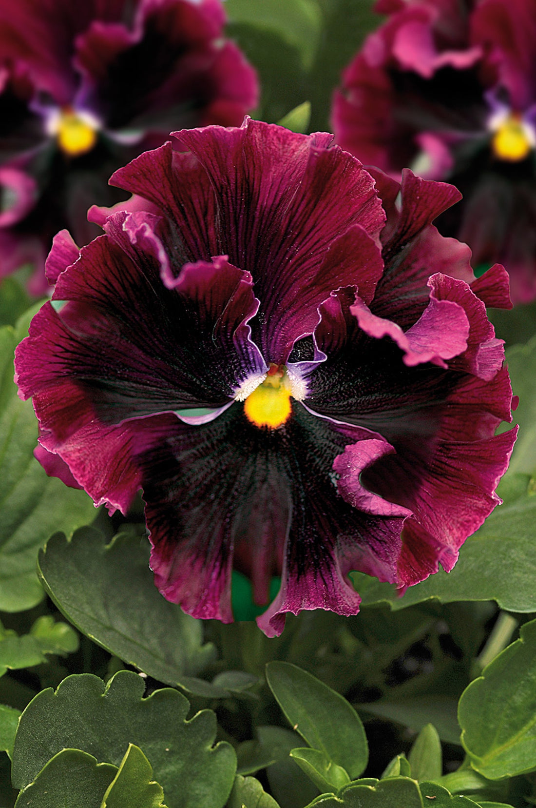 Burgundy Pansy flower seeds