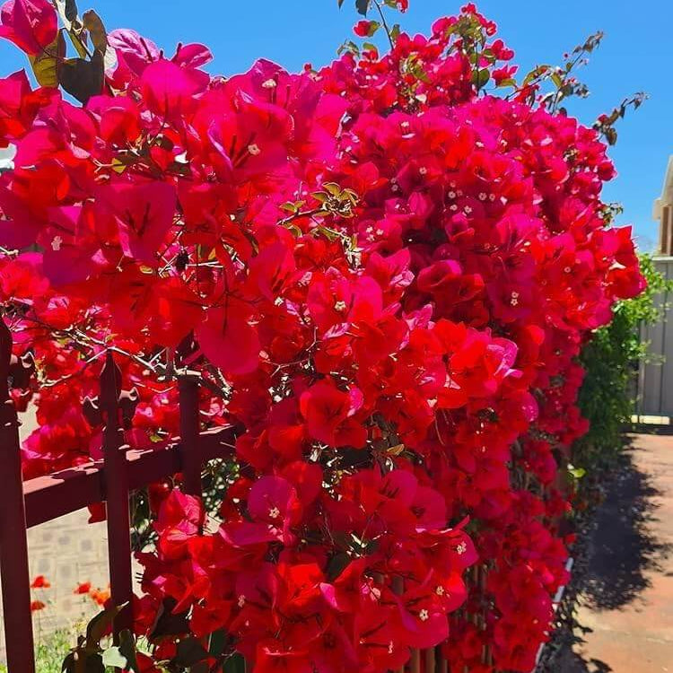 Burgundy Bougainvillea plant