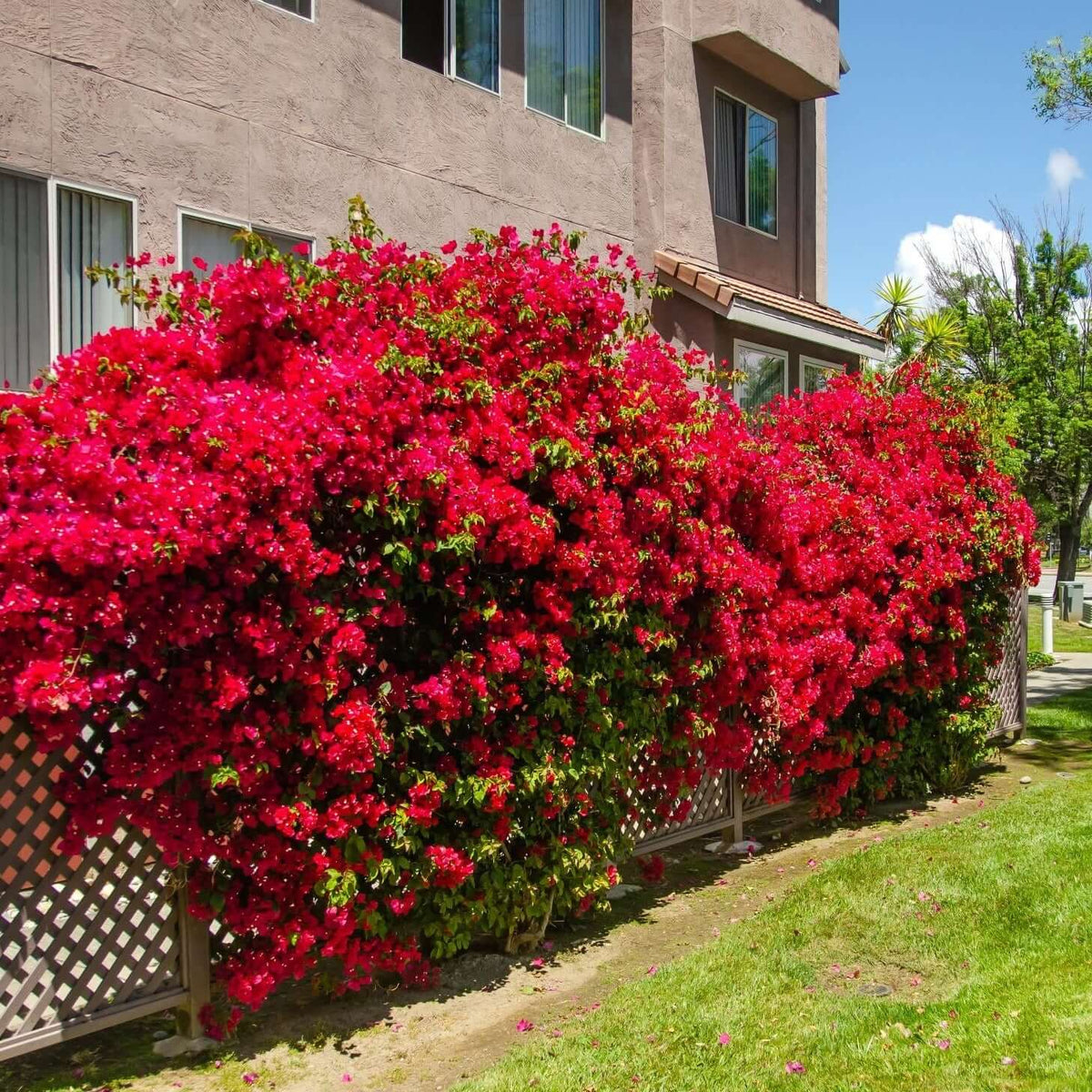 Burgundy Bougainvillea plant