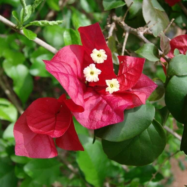 Burgundy Bougainvillea plant