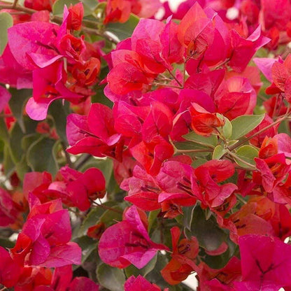 Burgundy Bougainvillea plant